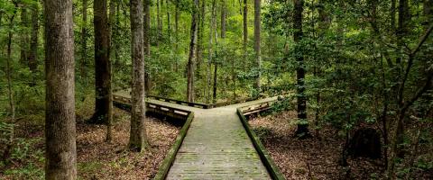 A trail in a forest splitting into two divergent paths.